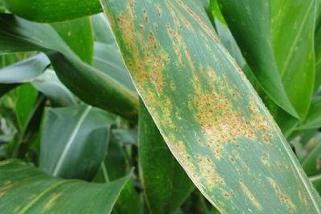大葱锈病 大葱锈病