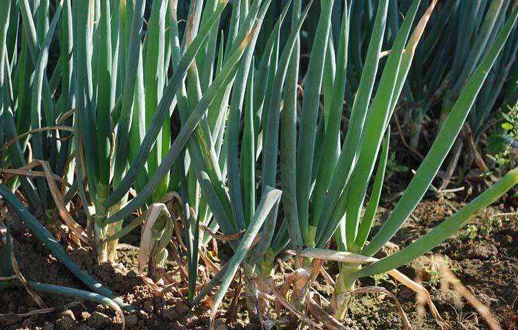 来了解铁杆大葱的种植方法 来了解铁杆大葱的种植方法